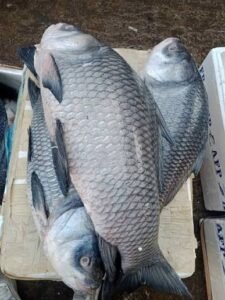 Wholesale Fish Market