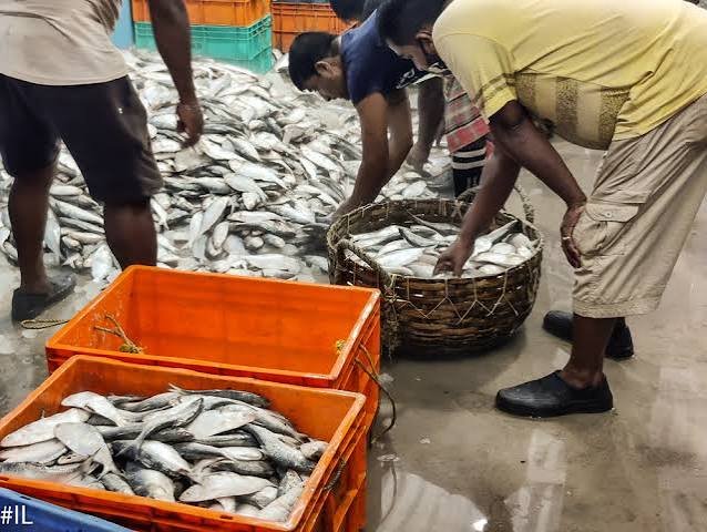 wholesale fish market India