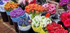 flower wholesale rates in India