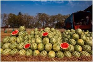 wholesale fruit prices in India