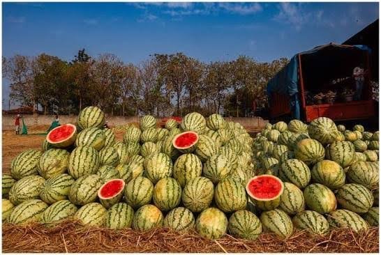 wholesale fruit prices in India